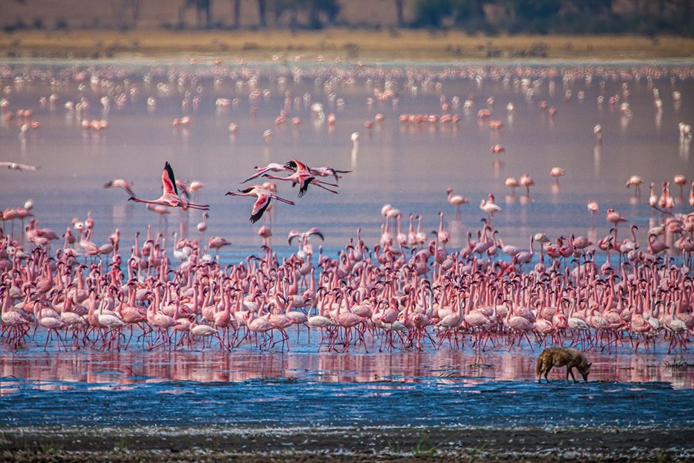 Lesser flamingos rest and feed in Lake Magadi inside Ngorongoro Crater-Tanzania art print by Larry Richardson for $57.95 CAD